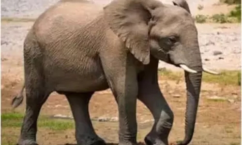 Kerala : बिजली की बाड़ से झटका लगने के बाद एक जंगली हाथी की मौत