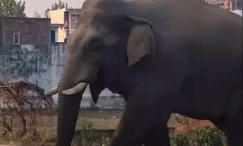 Haridwar: जगजीतपुर में हाथी का आतंक, इलाके में अफरा-तफरी Haridwar: जगजीतपुर में हाथी का आतंक, इलाके में अफरा-तफरी