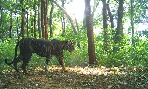 Odisha: सिमिलिपाल में दुर्लभ मेलानिस्टिक बाघ की खाल ज़ब्त, 12 गिरफ़्तार, मुख्य आरोपी फ़रार Odisha: सिमिलिपाल में दुर्लभ मेलानिस्टिक बाघ की खाल ज़ब्त, 12 गिरफ़्तार, मुख्य आरोपी फ़रार