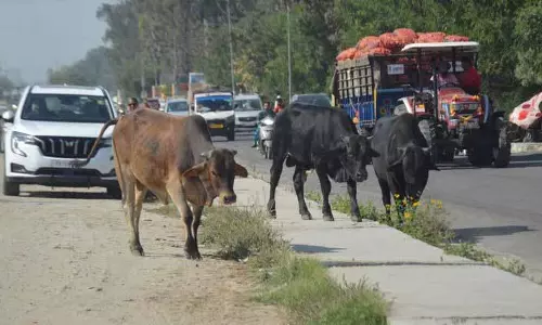 Ludhiana के निवासियों ने काऊ सेस के इस्तेमाल पर सवाल उठाए Ludhiana के निवासियों ने काऊ सेस के इस्तेमाल पर सवाल उठाए