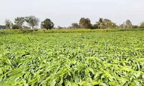 Siddipet के किसानों ने क्षतिग्रस्त फसलों के मुआवज़े पर रेवंत रेड्डी के दावे को चुनौती दी
