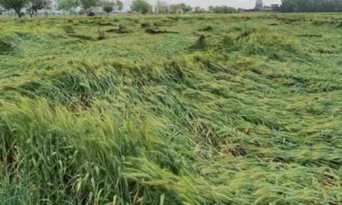 Nagpur में बारिश से गेहूं की फसल को नुकसान; सर्वे और पंचनामा अभी बाकी Nagpur में बारिश से गेहूं की फसल को नुकसान; सर्वे और पंचनामा अभी बाकी