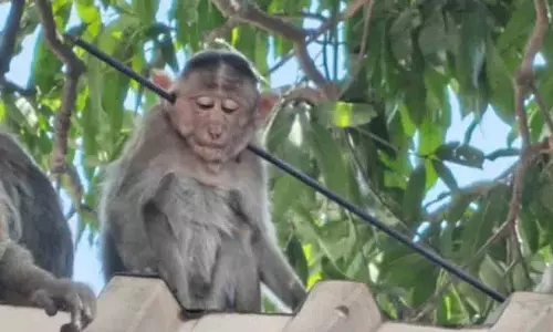 Maharashtra में 4 दिनों में दूसरा हमला: तीर से बंदर की गर्दन छिदी Maharashtra में 4 दिनों में दूसरा हमला: तीर से बंदर की गर्दन छिदी