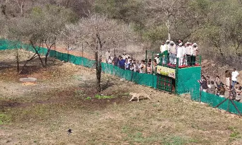 कूनो नेशनल पार्क में Botswana के 9 चीते क्वारंटाइन पूरा कर बाहर आए कूनो नेशनल पार्क में Botswana के 9 चीते क्वारंटाइन पूरा कर बाहर आए