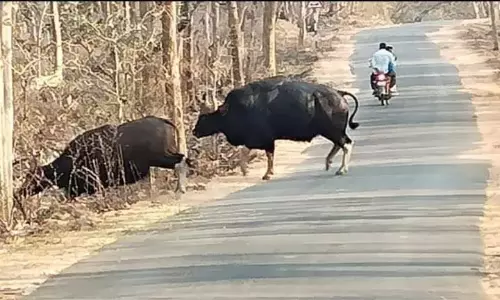 Kawal Tiger Reserve में तेंदुए की हत्या, 3 शिकारियों की गिरफ्तारी Kawal Tiger Reserve में तेंदुए की हत्या, 3 शिकारियों की गिरफ्तारी