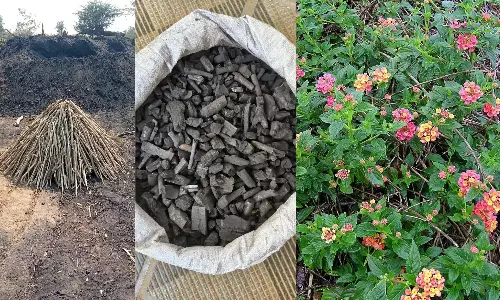 Amarabad  टाइगर रिज़र्व में लैंटाना से बायोचार बनाने की पायलट पहल