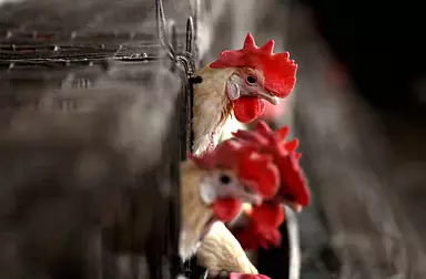 Bird Flu के प्रसार को रोकने के लिए विशेष उपाय : जन स्वास्थ्य विभाग Bird Flu के प्रसार को रोकने के लिए विशेष उपाय : जन स्वास्थ्य विभाग