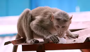 Andhra : बंदरों के झुंड के हमले के बाद एक बुज़ुर्ग महिला की मौत Andhra : बंदरों के झुंड के हमले के बाद एक बुज़ुर्ग महिला की मौत