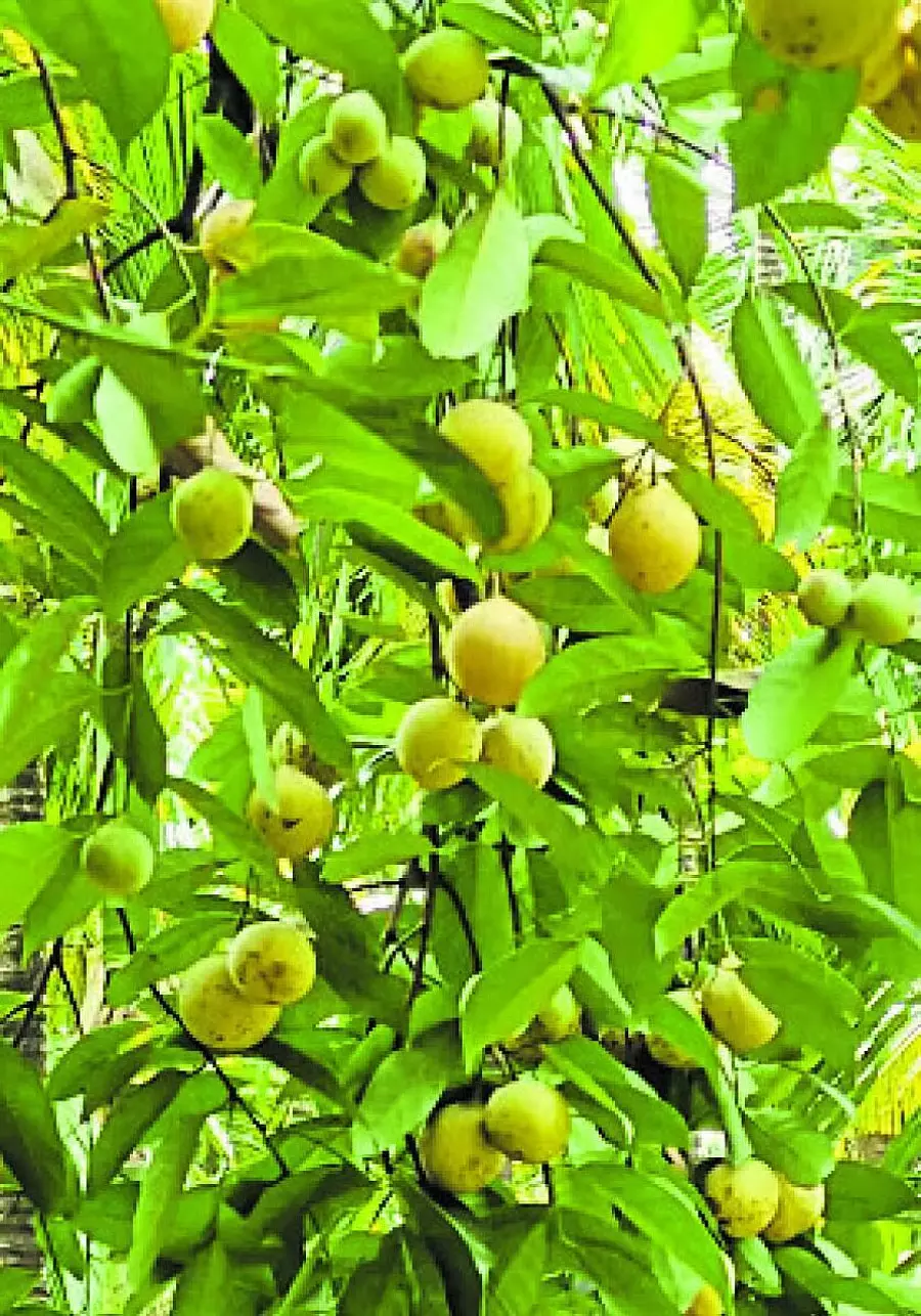 Agriculture : जायफल किसानों को मजबूती देता है Agriculture : जायफल किसानों को मजबूती देता है
