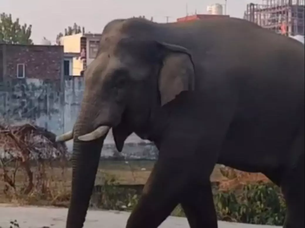 Haridwar: जगजीतपुर में हाथी का आतंक, इलाके में अफरा-तफरी Haridwar: जगजीतपुर में हाथी का आतंक, इलाके में अफरा-तफरी