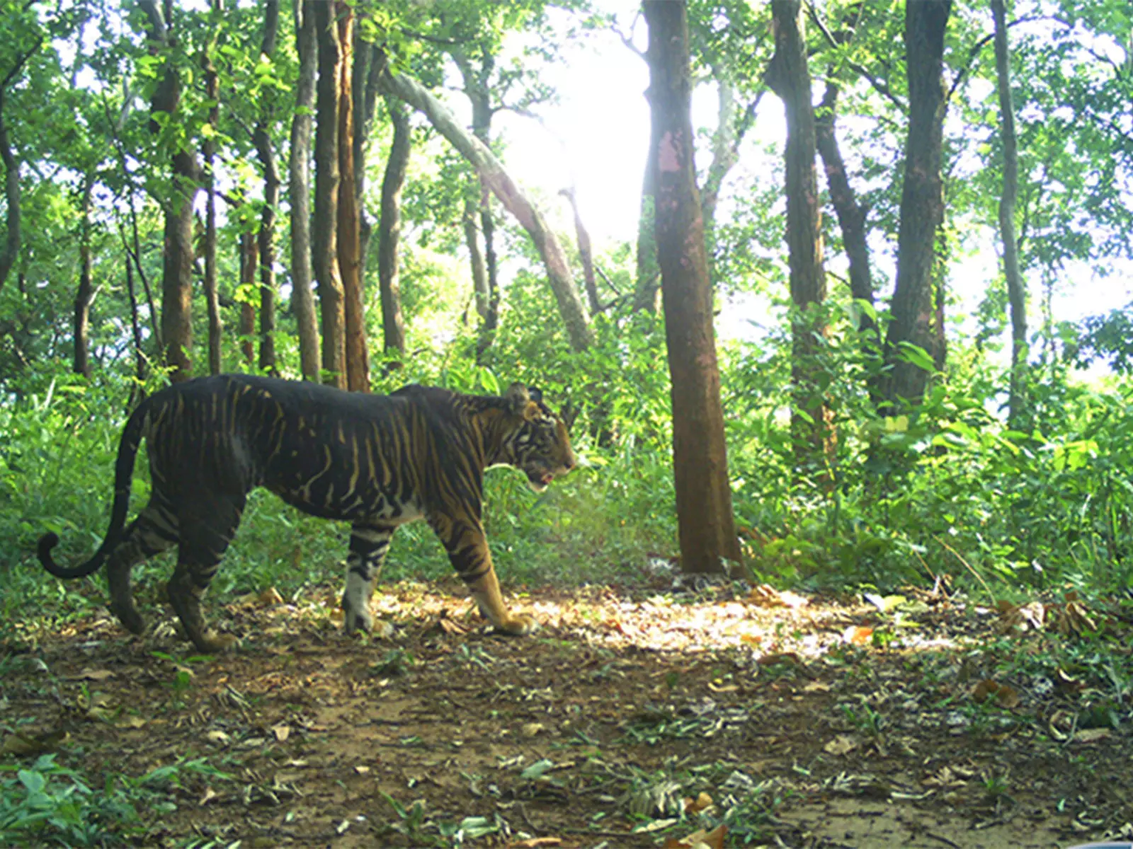 Odisha: सिमिलिपाल में दुर्लभ मेलानिस्टिक बाघ की खाल ज़ब्त, 12 गिरफ़्तार, मुख्य आरोपी फ़रार Odisha: सिमिलिपाल में दुर्लभ मेलानिस्टिक बाघ की खाल ज़ब्त, 12 गिरफ़्तार, मुख्य आरोपी फ़रार