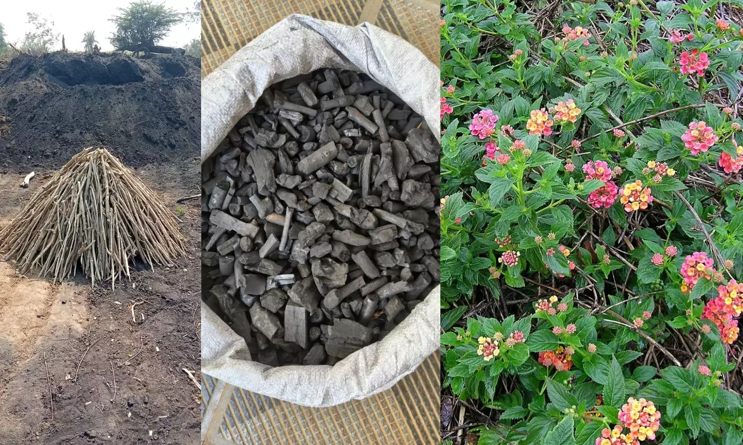 Amarabad टाइगर रिज़र्व में लैंटाना से बायोचार बनाने की पायलट पहल Amarabad टाइगर रिज़र्व में लैंटाना से बायोचार बनाने की पायलट पहल