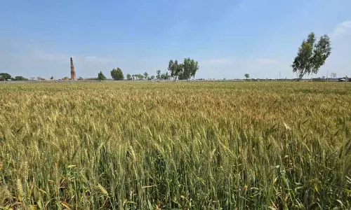 Punjab: गेहूं के बैसाखी तक मंडियों में पहुंचने की उम्मीद, फसलें सही राह पर हैं Punjab: गेहूं के बैसाखी तक मंडियों में पहुंचने की उम्मीद, फसलें सही राह पर हैं