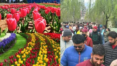 Srinagar: ट्यूलिप गार्डन खुला, पर्यटकों की भीड़ बढ़ी