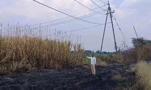बिजली के तारों में Short Circuit के कारण गन्ने के खेत में आग लग गई बिजली के तारों में Short Circuit के कारण गन्ने के खेत में आग लग गई