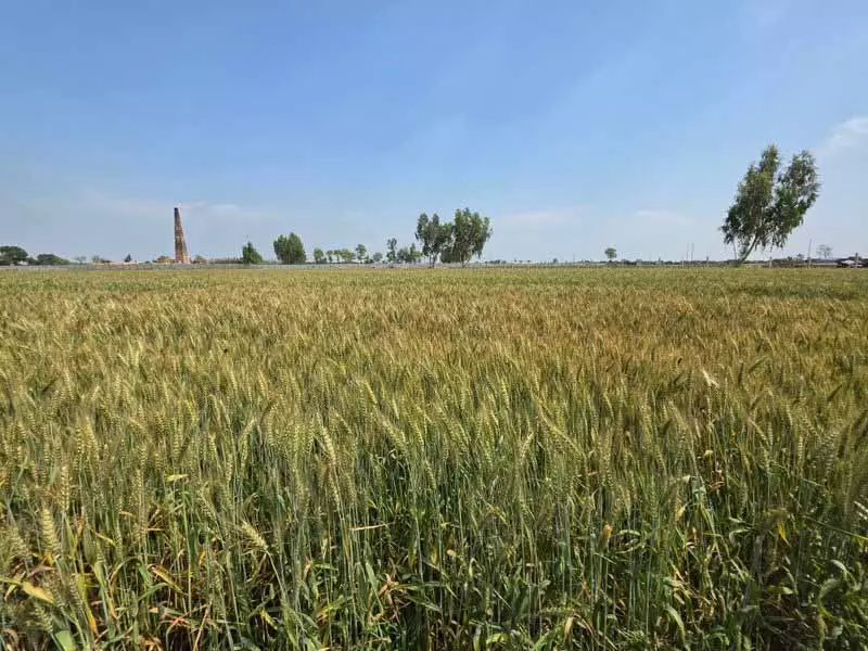 Punjab: गेहूं के बैसाखी तक मंडियों में पहुंचने की उम्मीद, फसलें सही राह पर हैं Punjab: गेहूं के बैसाखी तक मंडियों में पहुंचने की उम्मीद, फसलें सही राह पर हैं