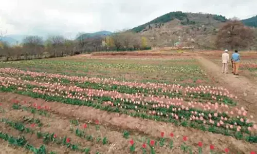 Kashmir  के ट्यूलिप पूरे देश में खिलने को तैयार