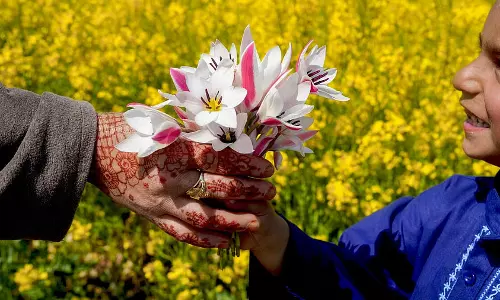 Kashmir पूरे देश में ट्यूलिप के बल्बों की आपूर्ति करने के लिए तैयार, आयात पर निर्भरता होगी कम