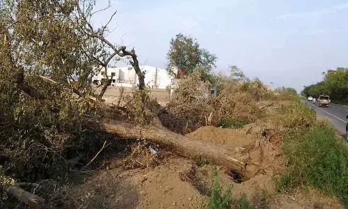 NGT ने बरनाला में विरासत पेड़ों की अवैध कटाई पर सख्त कार्रवाई की NGT ने बरनाला में विरासत पेड़ों की अवैध कटाई पर सख्त कार्रवाई की