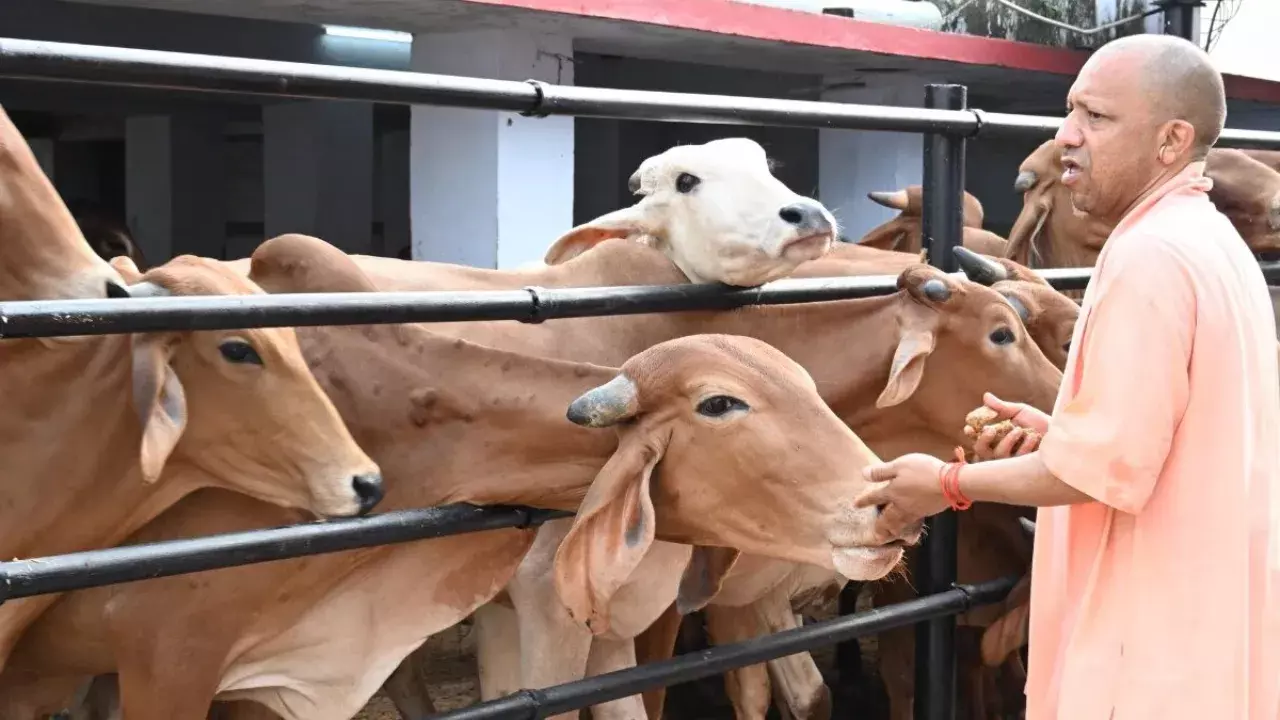 Lucknow: गोशालाओं में जर्मन टेक्नोलॉजी का इस्तेमाल Lucknow: गोशालाओं में जर्मन टेक्नोलॉजी का इस्तेमाल
