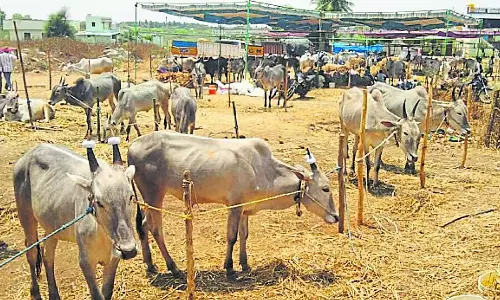 विदुराश्वत्थ मेला, अतीत की गरिमा की याद दिलाता: Ram Navami तक जारी रहेगा विदुराश्वत्थ मेला, अतीत की गरिमा की याद दिलाता: Ram Navami तक जारी रहेगा