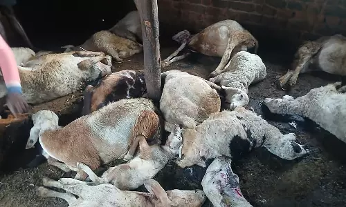 Tumkur ज़िले के दुर्गादहल्ली गाँव में तेंदुए का हमला: 20 भेड़ों की मौत