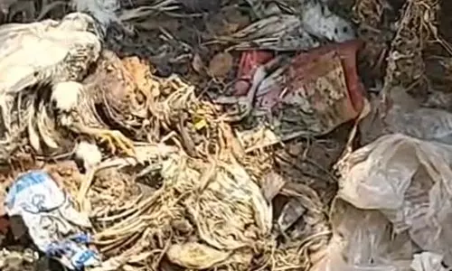 बर्ड फ्लू की एंट्री के बीच लापरवाही, मरे मुर्गों को खुले में फेंका गया