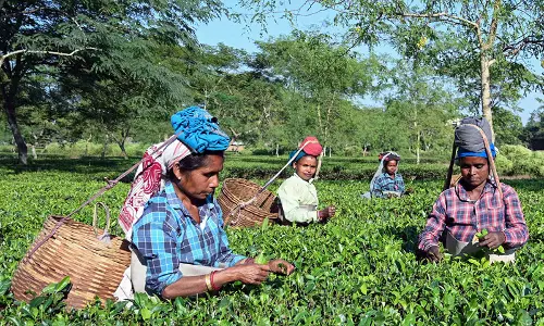 Assam Assembly polls के नतीजे तय करने में चाय बागानों के मज़दूर अहम भूमिका निभाएंगे Assam Assembly polls के नतीजे तय करने में चाय बागानों के मज़दूर अहम भूमिका निभाएंगे