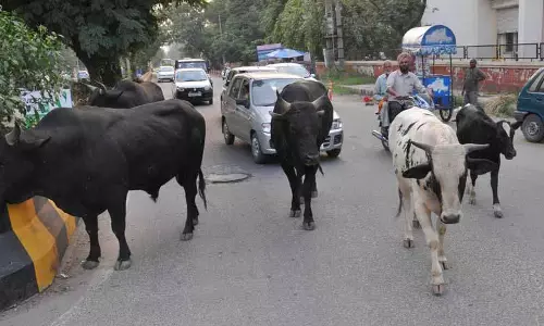 Jalandhar: राज्य में आवारा पशुओं का संकट गहराया, काऊ सेस के इस्तेमाल पर उठ रहे सवाल Jalandhar: राज्य में आवारा पशुओं का संकट गहराया, काऊ सेस के इस्तेमाल पर उठ रहे सवाल