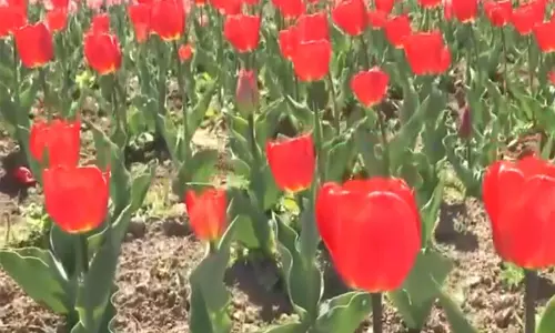 ताज़ा बर्फबारी और Tulip Garden के डेवलपमेंट से कश्मीर के टूरिज्म को बढ़ावा मिला