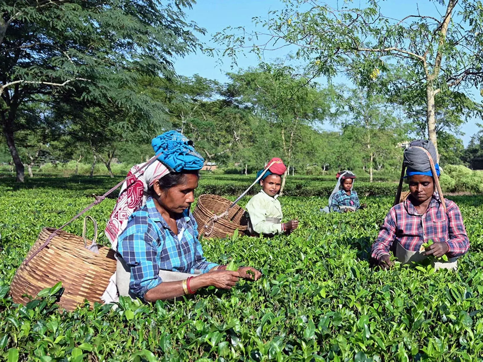 Assam के आगामी विधानसभा चुनावों में चाय बागान मज़दूर अहम वोटर बनकर उभरे Assam के आगामी विधानसभा चुनावों में चाय बागान मज़दूर अहम वोटर बनकर उभरे