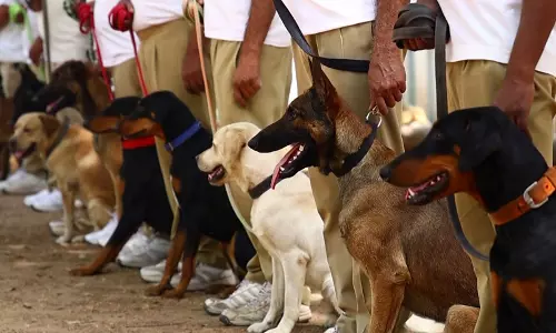 गुजरात पुलिस की K9 यूनिट और खतरनाक हुई: आतंक और ड्रग्स के खिलाफ सुपर डॉग्स गुजरात पुलिस की K9 यूनिट और खतरनाक हुई: आतंक और ड्रग्स के खिलाफ सुपर डॉग्स