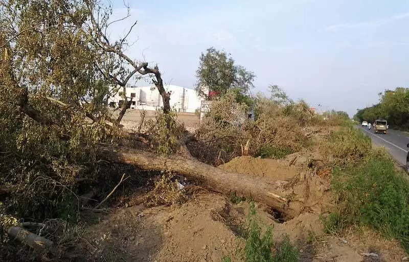 NGT ने बरनाला में विरासत पेड़ों की अवैध कटाई पर सख्त कार्रवाई की NGT ने बरनाला में विरासत पेड़ों की अवैध कटाई पर सख्त कार्रवाई की