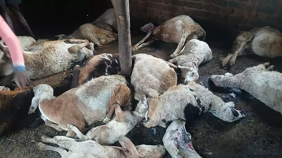 Tumkur ज़िले के दुर्गादहल्ली गाँव में तेंदुए का हमला: 20 भेड़ों की मौत Tumkur ज़िले के दुर्गादहल्ली गाँव में तेंदुए का हमला: 20 भेड़ों की मौत