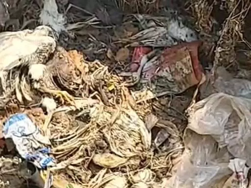 बर्ड फ्लू की एंट्री के बीच लापरवाही, मरे मुर्गों को खुले में फेंका गया बर्ड फ्लू की एंट्री के बीच लापरवाही, मरे मुर्गों को खुले में फेंका गया