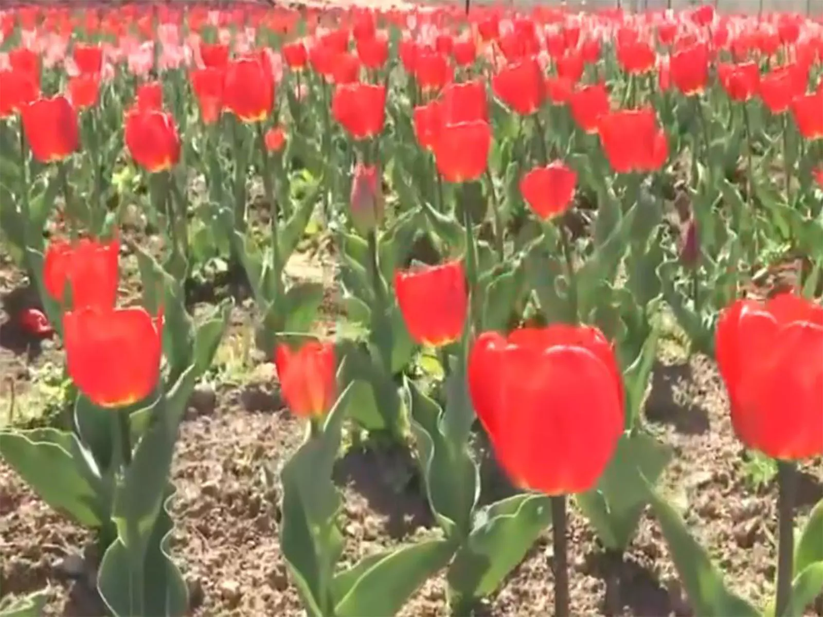 ताज़ा बर्फबारी और Tulip Garden के डेवलपमेंट से कश्मीर के टूरिज्म को बढ़ावा मिला ताज़ा बर्फबारी और Tulip Garden के डेवलपमेंट से कश्मीर के टूरिज्म को बढ़ावा मिला