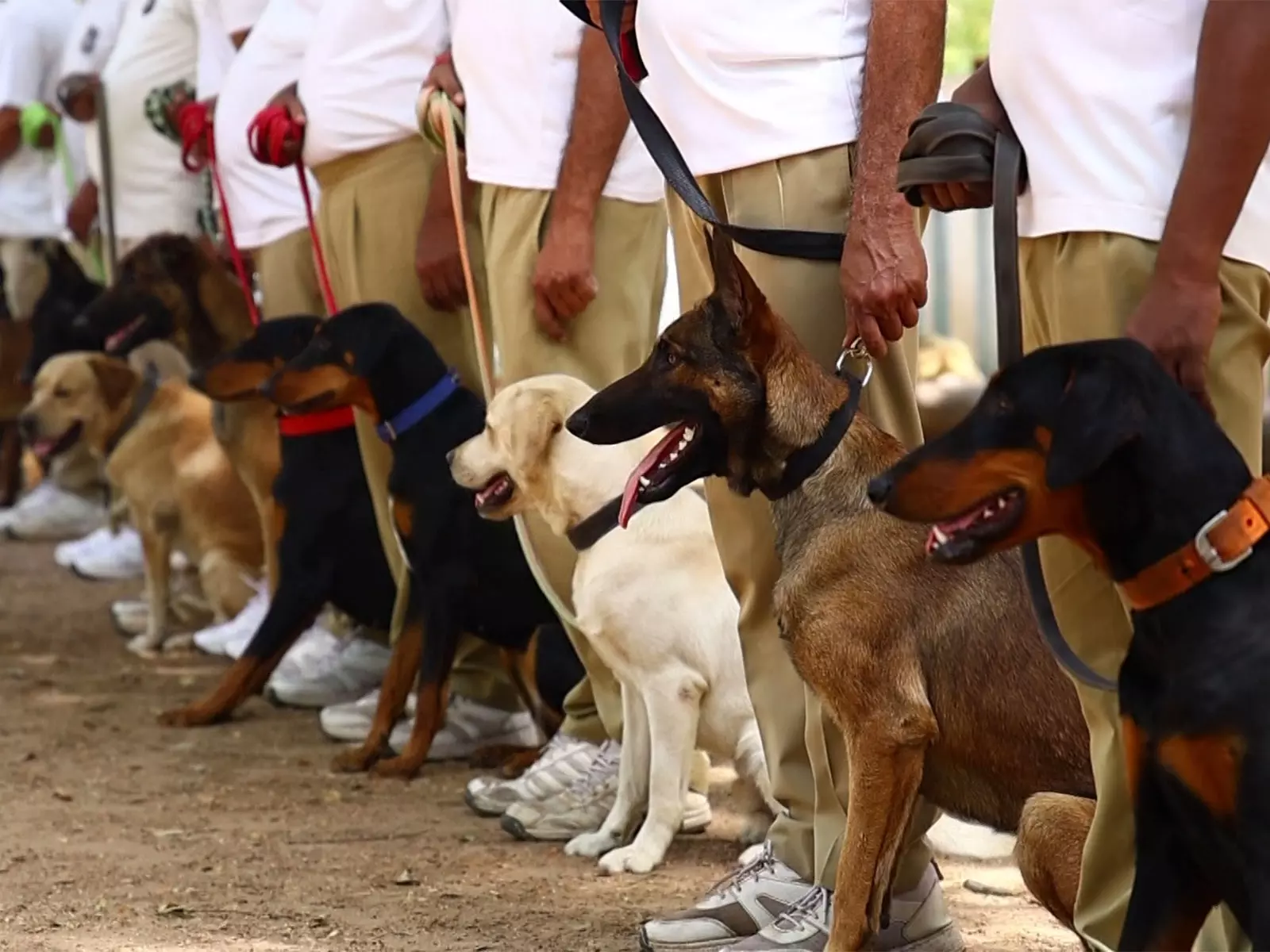 गुजरात पुलिस की K9 यूनिट और खतरनाक हुई: आतंक और ड्रग्स के खिलाफ सुपर डॉग्स गुजरात पुलिस की K9 यूनिट और खतरनाक हुई: आतंक और ड्रग्स के खिलाफ सुपर डॉग्स