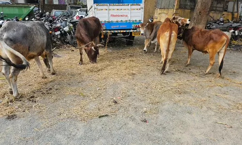 4 बैल और 2 बछड़े को पुलिस ने तस्कर से छुड़ाया, ऑपरेशन शंखनाद के तहत कार्रवाई जारी