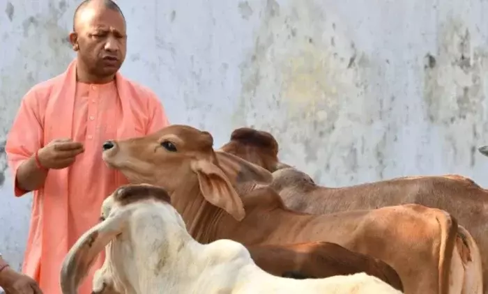 Lucknow: अर्थव्यवस्था में गोशालाओं की बढ़ती भूमिका