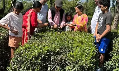 Kangra Valley में चाय की पत्तियों की तुड़ाई शुरू Kangra Valley में चाय की पत्तियों की तुड़ाई शुरू
