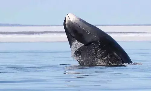 क्या इंसान 200 साल तक जी सकते हैं? whales पर एक वैज्ञानिक की स्टडी क्या कहती है? क्या इंसान 200 साल तक जी सकते हैं? whales पर एक वैज्ञानिक की स्टडी क्या कहती है?