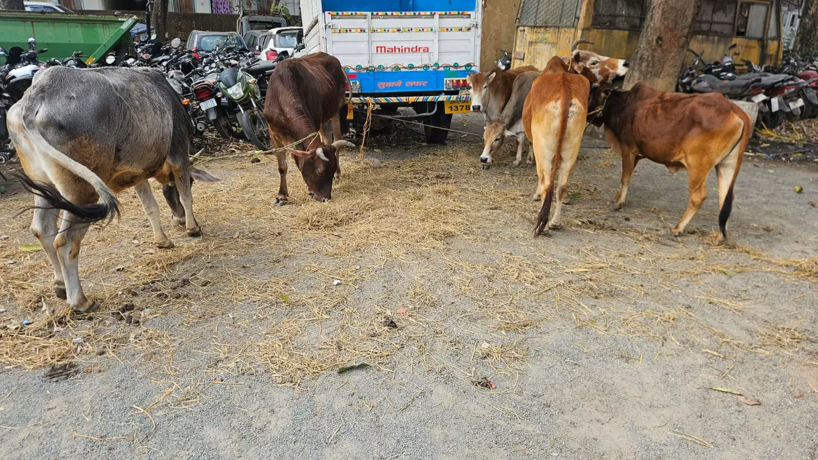 4 बैल और 2 बछड़े को पुलिस ने तस्कर से छुड़ाया, ऑपरेशन शंखनाद के तहत कार्रवाई जारी 4 बैल और 2 बछड़े को पुलिस ने तस्कर से छुड़ाया, ऑपरेशन शंखनाद के तहत कार्रवाई जारी