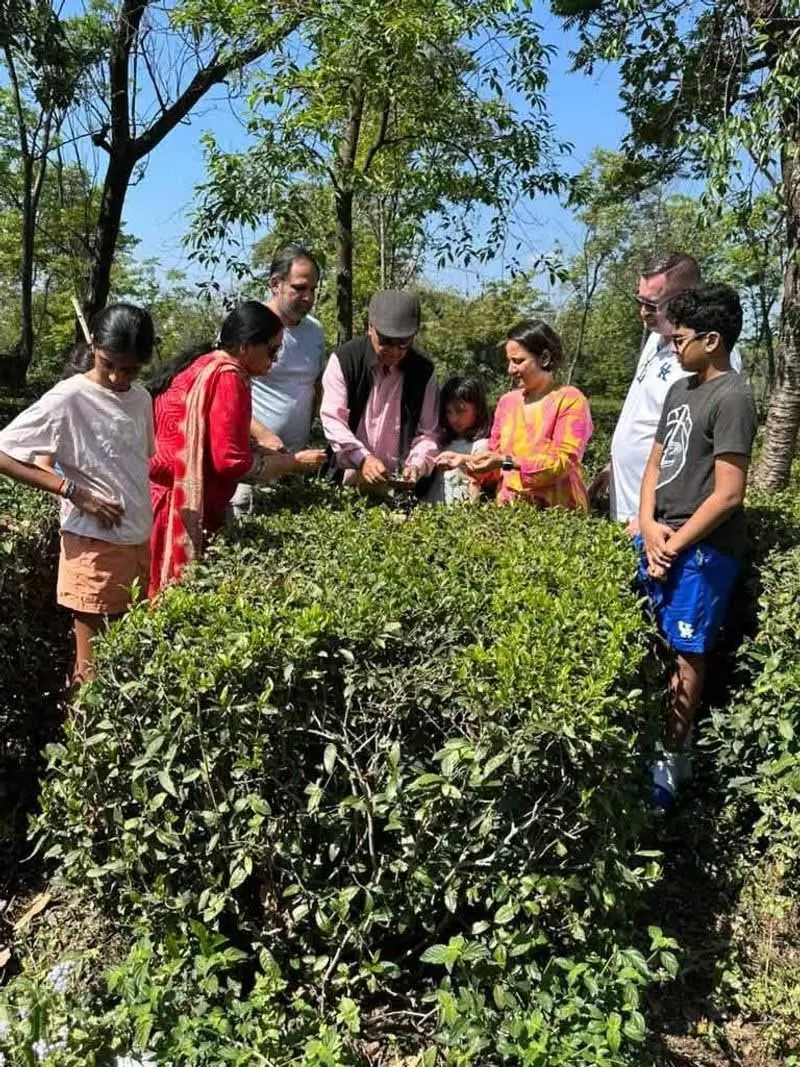 Kangra Valley में चाय की पत्तियों की तुड़ाई शुरू Kangra Valley में चाय की पत्तियों की तुड़ाई शुरू