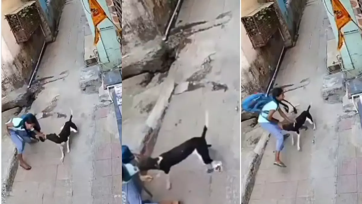Thane: आवारा कुत्ते ने लड़की पर बेरहमी से हमला किया; बच्ची दर्द से चीखती हुई सुनाई दी Thane: आवारा कुत्ते ने लड़की पर बेरहमी से हमला किया; बच्ची दर्द से चीखती हुई सुनाई दी