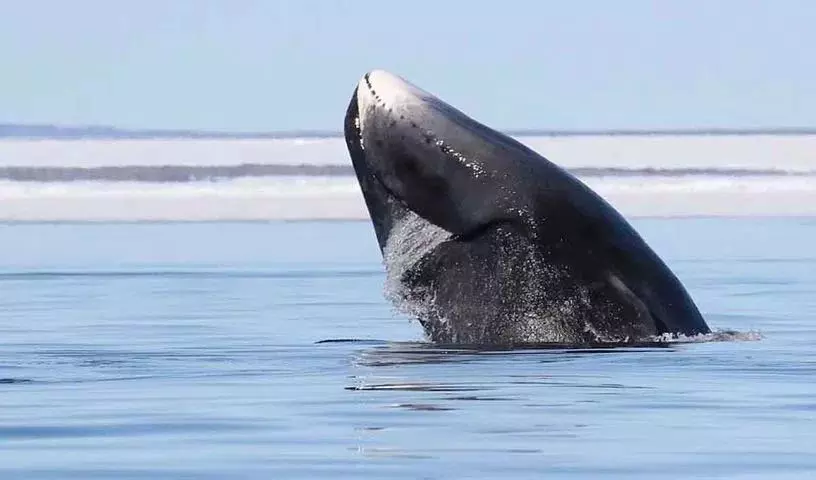 क्या इंसान 200 साल तक जी सकते हैं? whales पर एक वैज्ञानिक की स्टडी क्या कहती है? क्या इंसान 200 साल तक जी सकते हैं? whales पर एक वैज्ञानिक की स्टडी क्या कहती है?