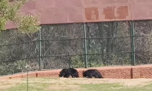 Jaipur: नई भालू जोड़ी ने बढ़ाया जयपुर का आकर्षण Jaipur: नई भालू जोड़ी ने बढ़ाया जयपुर का आकर्षण