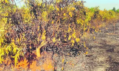 Karnataka : शॉर्ट सर्किट से 40 एकड़ फसल बर्बाद Karnataka : शॉर्ट सर्किट से 40 एकड़ फसल बर्बाद