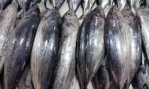 एक्सपोर्ट से लेकर चुनौतियां, Tharuvaikulam टूना मछुआरों ने मुख्य मुद्दे उठाए एक्सपोर्ट से लेकर चुनौतियां, Tharuvaikulam टूना मछुआरों ने मुख्य मुद्दे उठाए