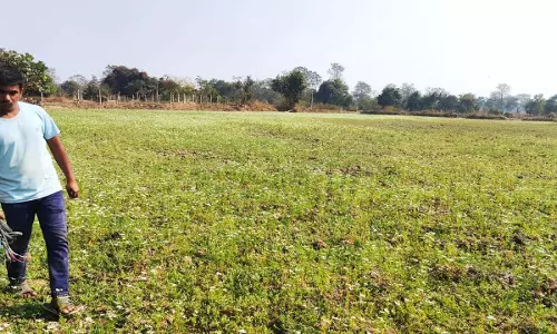 राष्ट्रीय बागवानी मिशन, किसान प्रमोद उद्यानिकी खेती से बना आत्मनिर्भर राष्ट्रीय बागवानी मिशन, किसान प्रमोद उद्यानिकी खेती से बना आत्मनिर्भर