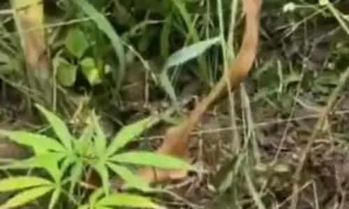 केशकाल में अफीम की खेती का पर्दाफाश
